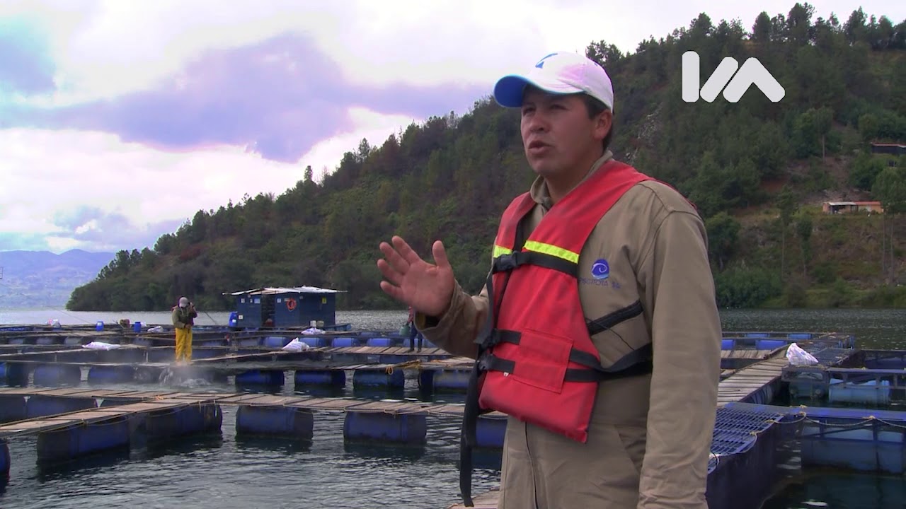 Cultivo de trucha arco iris (Mascotizate - Latam.Tv)