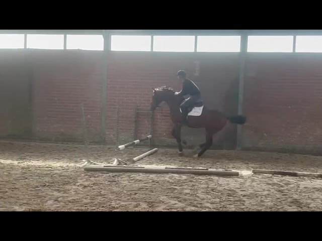 Riding and jumping movie at home Domingo MK 10 (Dourkhan Hero Z x Jenson van't Meulenhof).