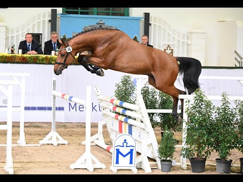 Nr. 27 gek.lic. Prämienhengst/Premium Stallion Baggio/Quidamo