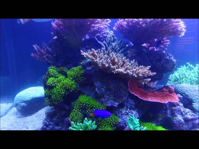 Touring a Beautiful 400 Gallon SPS Reef Tank System