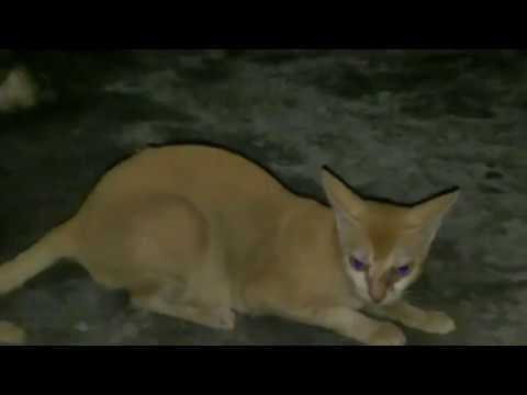 Animal at night | Fun with cat | Cat Play at night | Discover Cat Climb a tree