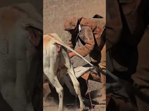 Um pouco da tradicional pega de boi de Jutaí, Distrito de Lagoa Grande PE, Terra dos Vaqueiros.