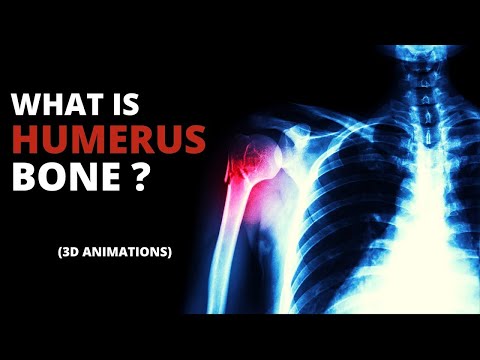 What is Humerus Bone ?