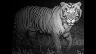 preview picture of video 'Tiger spotted in Otur, Junnar near Raj Lawns'