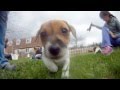GoPro and Puppies! [Peter Hollens and Mike ...