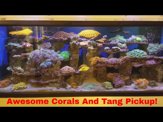 7 Tang Fish And Awesome Corals