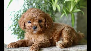 Video preview image #1 Cavapoo (Miniature) Puppy For Sale in PARADISE, PA, USA