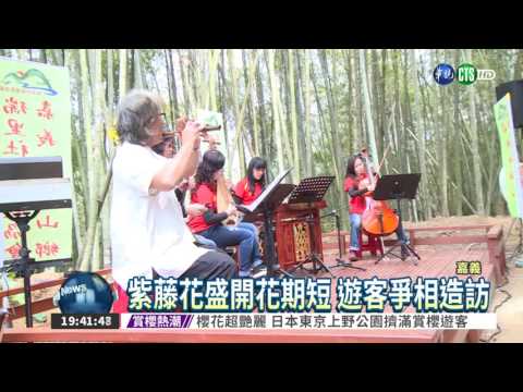 春天瘋賞花 北中南"百花"齊放