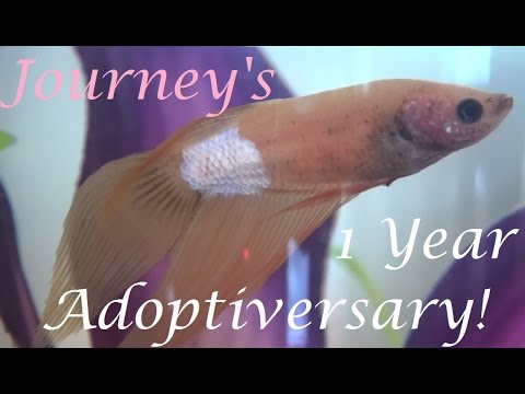 Journey's 1 Year Adoptiversary! | Betta Backstory