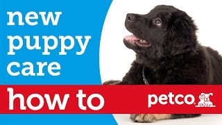 How to Prepare to Bring a New Puppy Home (Petco)