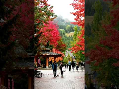 Experience Wisconsins Vibrant Fall Colors With Our Interactive Map