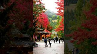 Best place in Canada to see fall colors. #whistlerblackcomb #autumn #leaves #travel