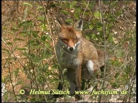 , title : 'Bellender Fuchs - barking red fox'