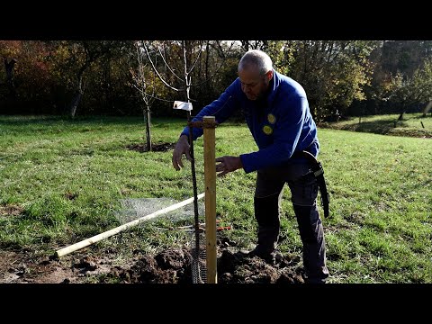 So geht's  - einen Obstbaum pflanzen