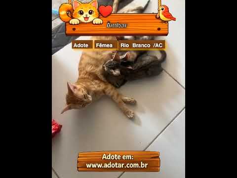 Vídeo de Âmbar