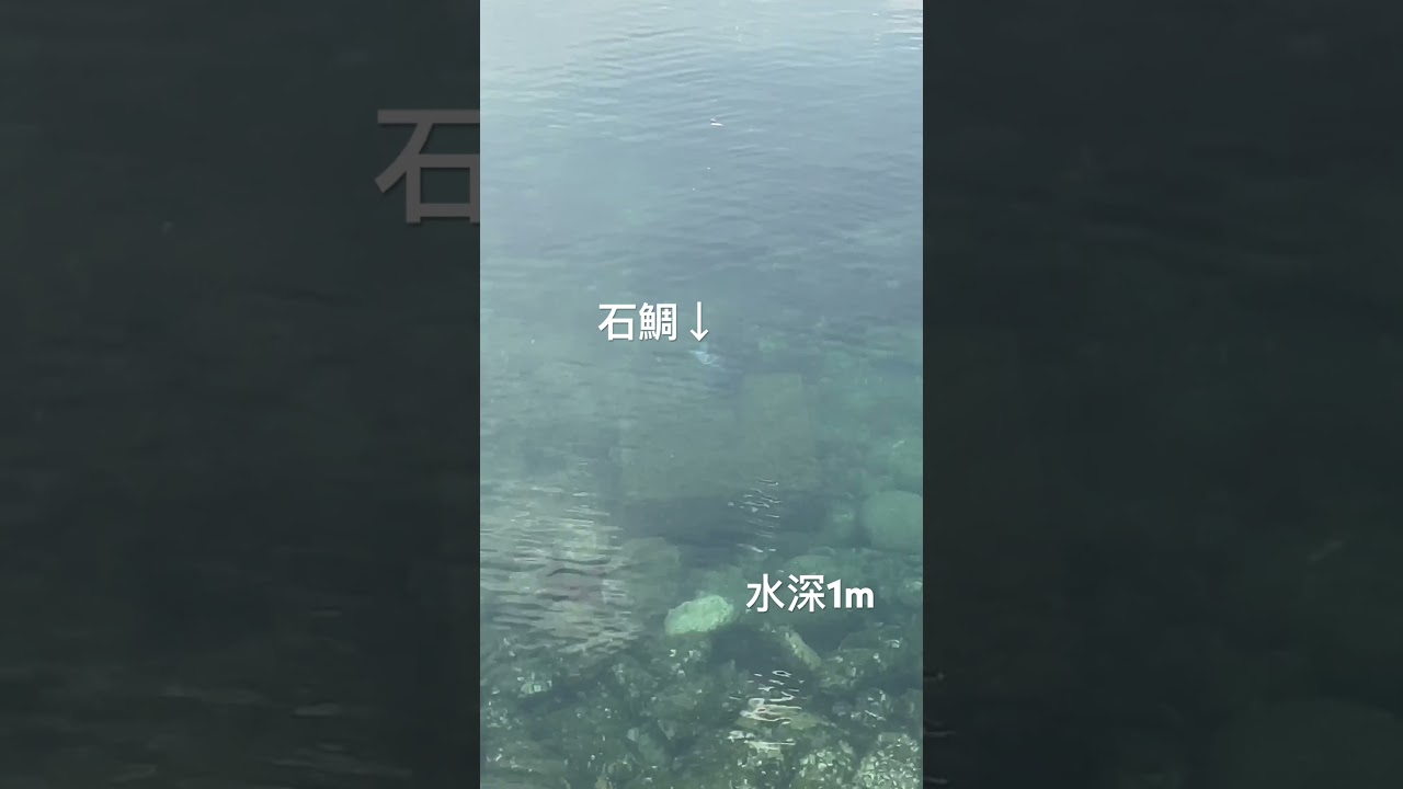 お久しぶりです😊エギング行ったら見え石鯛早いもので長女はもう高三、次女三女は中学生に🙀移住して本当に良かった‼️まみも自分も元気いっぱいです✨ショートで復活考えています🎣🍣