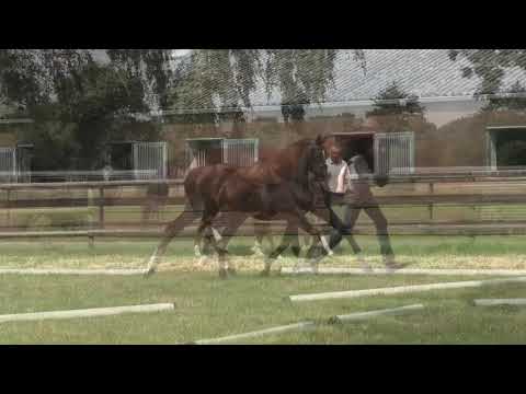 Fohlenrundfahrt 2021 - 09 Hengstfohlen v. Despacito