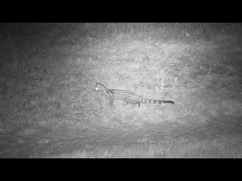 South African large-spotted genet  (Genetta tigrina) at Djuma Waterhole