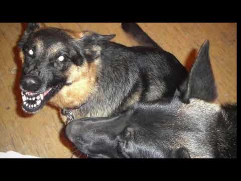 Yon neg ki tounen yon chyen poul tal kouche yon sèvant bondye #temwanyaj##