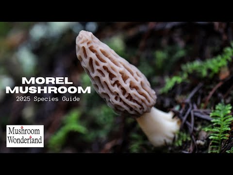 Morel Mushrooms- 2025 species guide