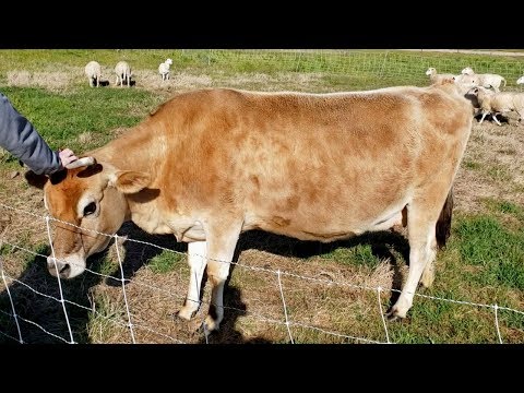 How to Start a Pasture Raised Farm with Darby Simpson