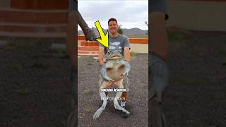 Download lagu CAN YOU BELIEVE THERE'S A TOAD THIS BIG 😱 mp3