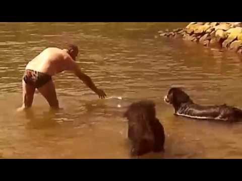 Berner Sennenhund Gwendy lernt schwimmen im Rhein