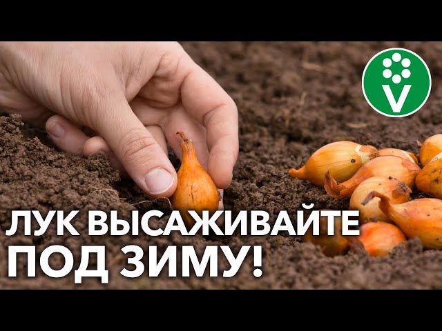 КРУПНЕЕ ЛУКОВИЦЫ И РАНЬШЕ УРОЖАЙ! Как правильно высаживать лук и почему под зиму