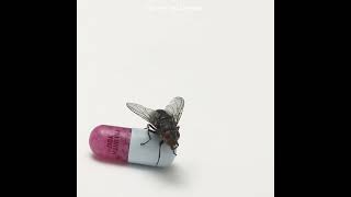 Red Hot Chili Peppers - Monarchy of Roses