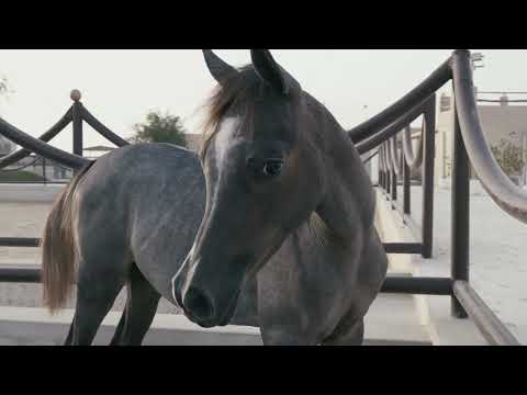 Nwadr Alowaina horses, Qatar , Doha  2022