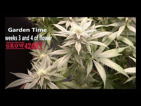 Garden Time!!! week 3 and 4 of flower!!!