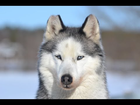 Huskies frei Haus: Teil 12  Kiran - der Charmeur