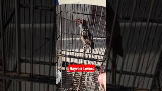 Download lagu Kepodang Timor Gacor mp3