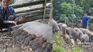 Robert's journey part 3. More than 10 herds of wild pigs were born. Green forest life