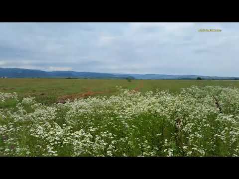 Nature Sounds   Crickets and the Sound of the Wind, The Rustle of Grass   3 hours of Relax