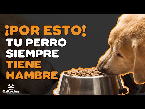 RAZONES POR LAS QUE TU PERRO SIEMPRE TIENE HAMBRE