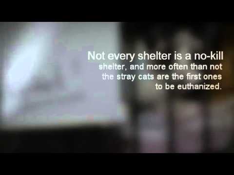 JOUR175 PSA Leanne Rohrbach