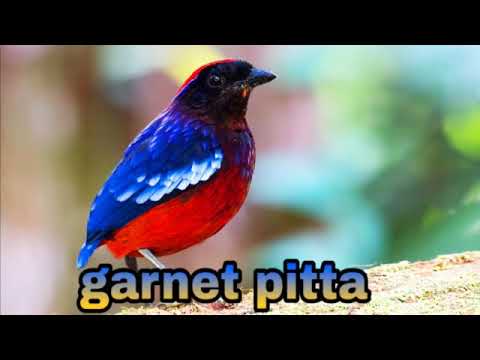 珍しい鳥 - 定義