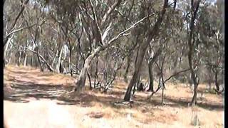 preview picture of video 'Yurrebilla Trail 2006 Segment 1'