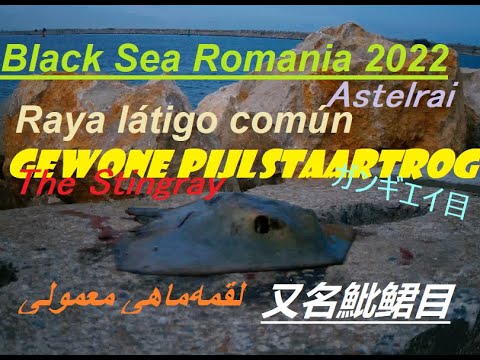 En mycket stor mal från Svarta havet. Stingrockor eller Spjutrockor. 21 juli 2022, avsnitt 4