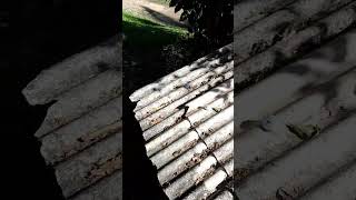 Zé mulato e Cassiano