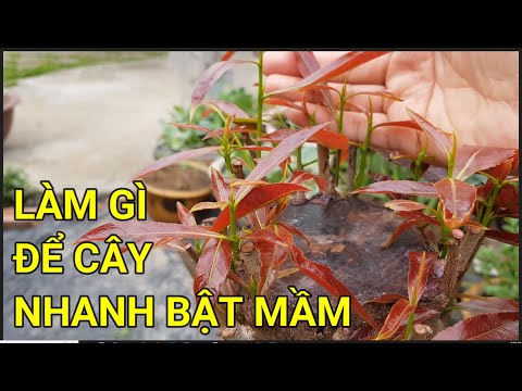 🔴 QBS23392 - LÀM SAO ĐỂ CÂY MAI NHANH BẬT MẦM SAU KHI XẢ TÀN | CHĂM SÓC CÂY MAI SAU KHI XẢ TÀN