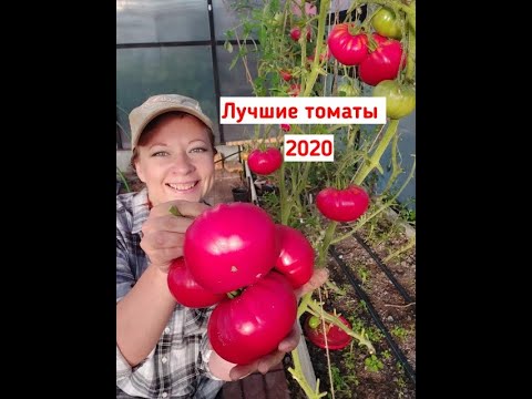 Самый честный обзор томатов: лучшие томаты 2020. Самые урожайные сорта и гибриды помидоров!