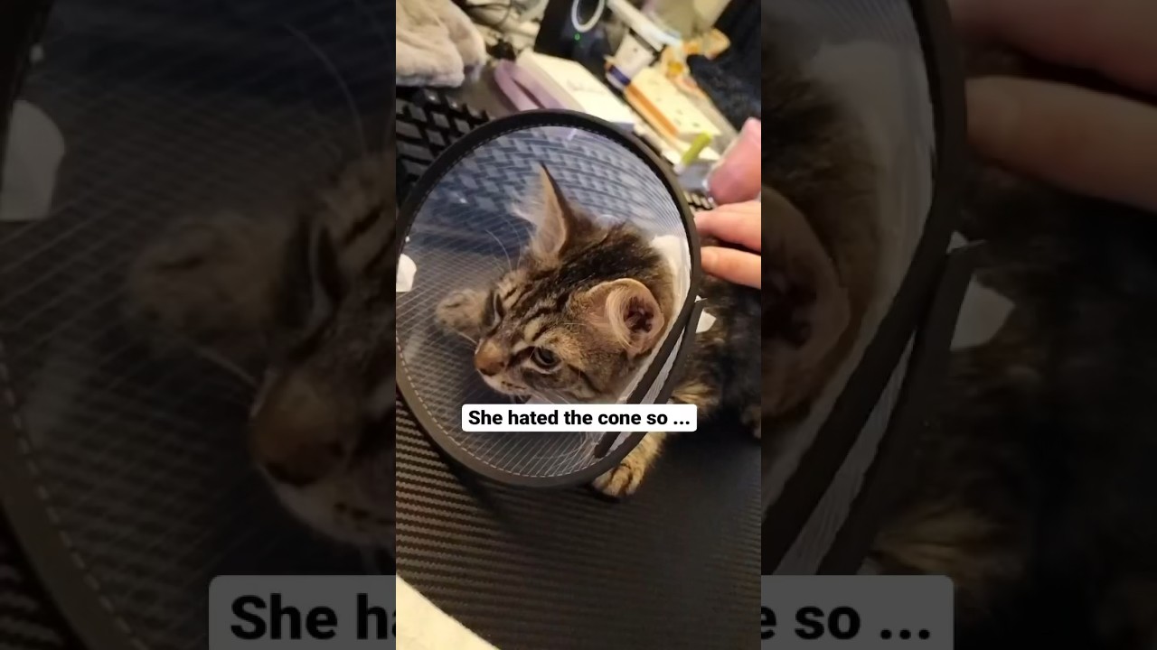 After surgery cone collar alternative! #shorts #lifehacks #funnycats #cat