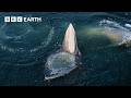 Top 5 Whale Scenes BBC Earth
