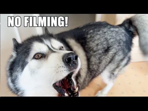 Husky Tells Me Not To Film Him Arguing With His Nan!