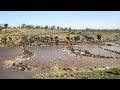 Wildebeest Migration Time Lapse