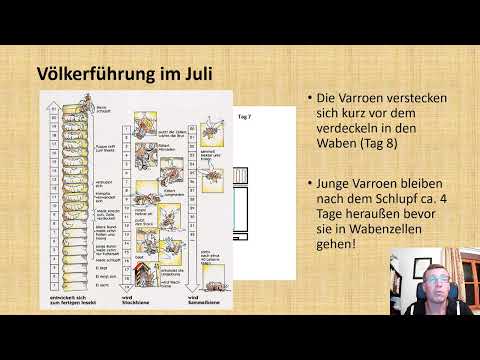 Völkerführung im Juli = Honigernte + Bauerneuerung + Varroabehandlung in einem Arbeitsgang