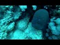 Atlantis rejser Werner Lau Moray eel Sharm el ...