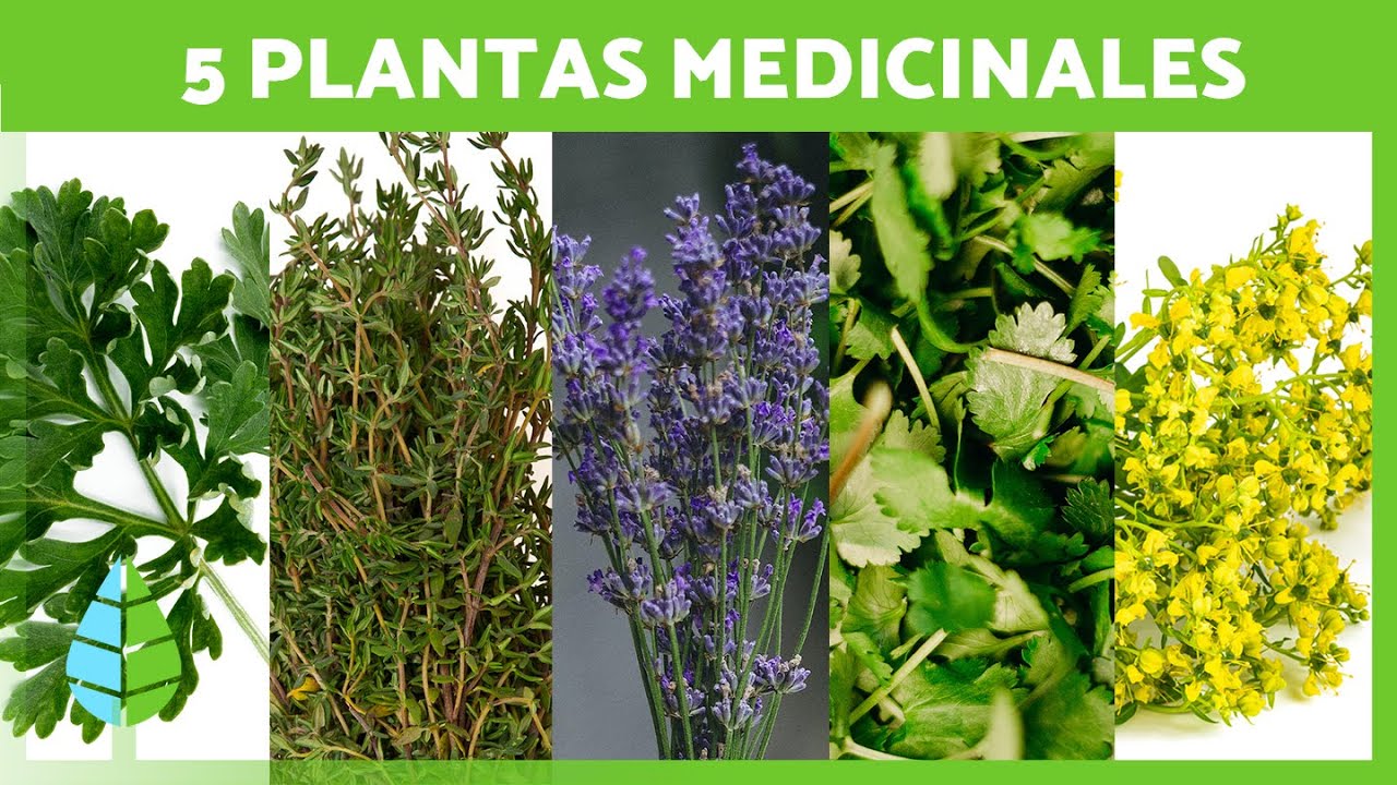 Hierbas Medicinales: Descubre 5 Plantas Milagrosas para tu Salud 🌱✅  ¡Aprovecha sus Beneficios!